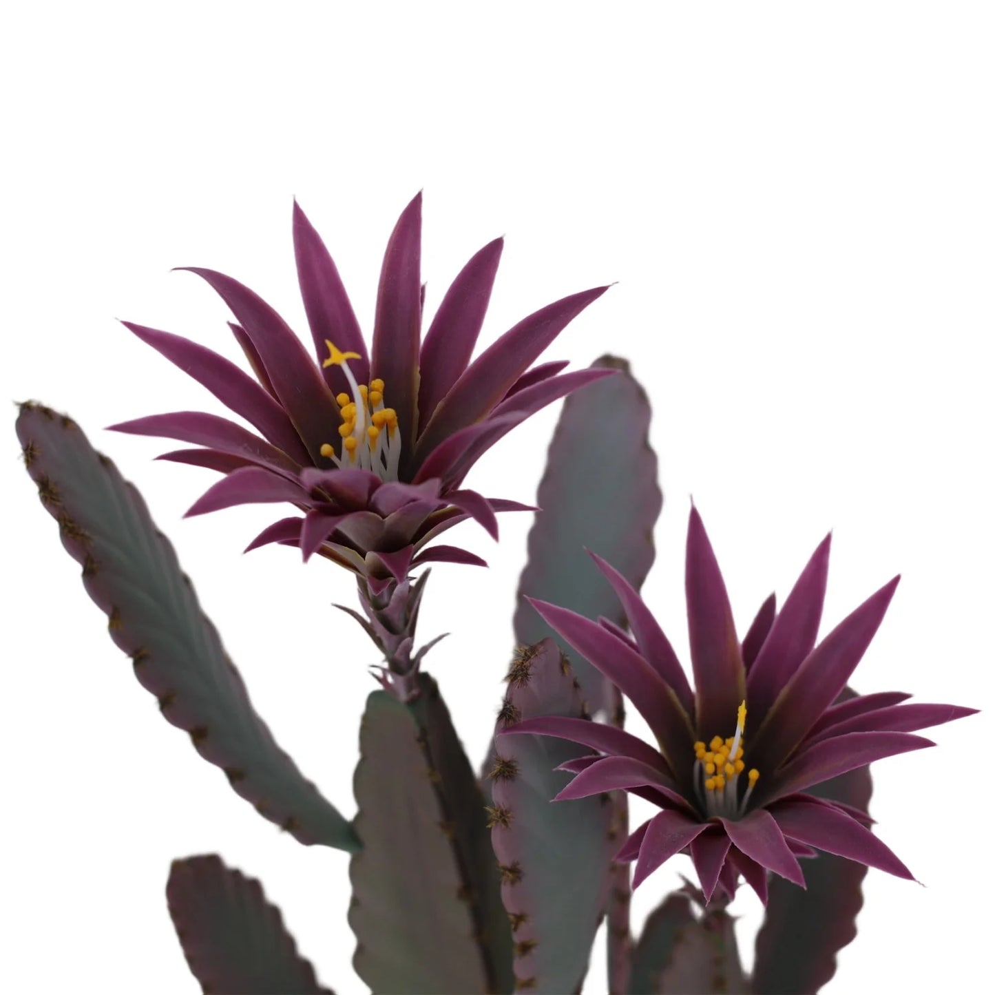 HiMISSCN Tall Artificial Cactus Plant With Planter For Home Decor