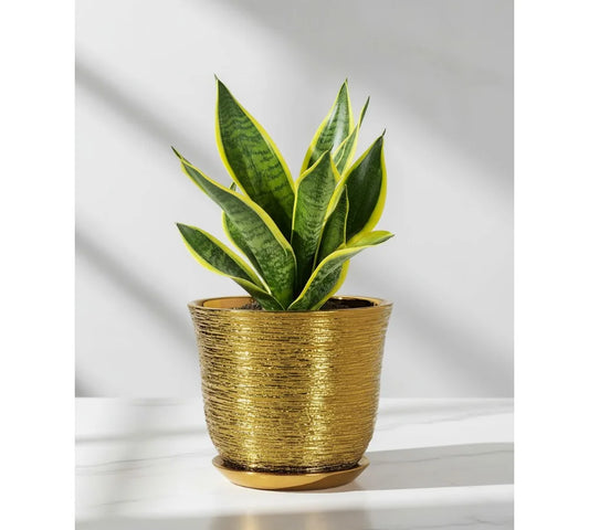 Ceramic Plant Pot With Drainage Hole And Saucer For Indoor Outdoor Plants