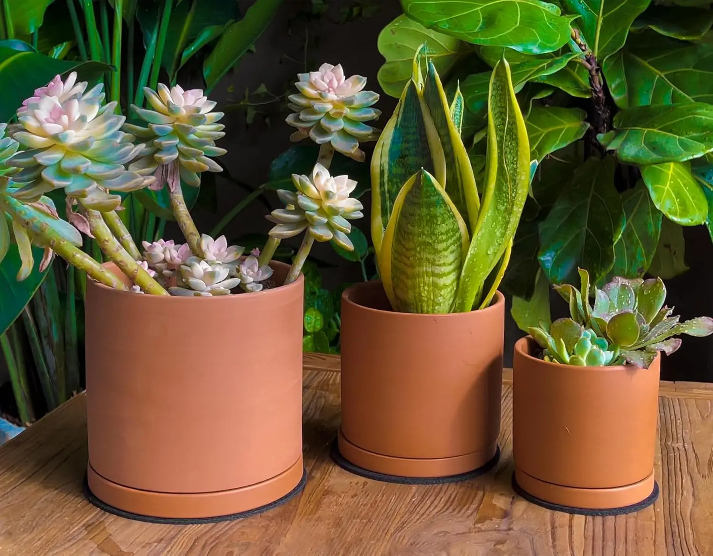 Terracotta Plant Pots With Saucer For Succulents And Cacti