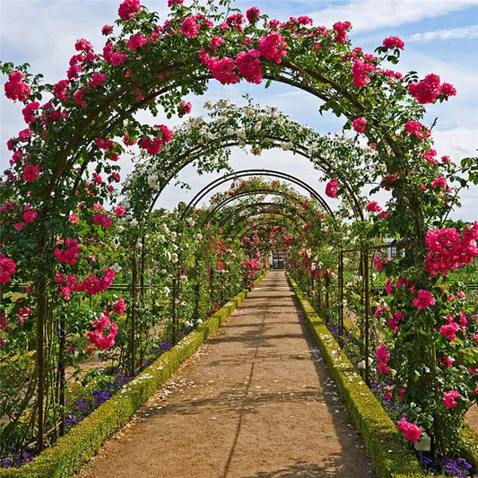 Durable Metal Garden Arch Trellis For Climbing Plants